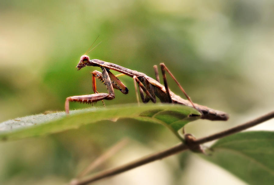 Magnificent Mantis Photograph by Ally White