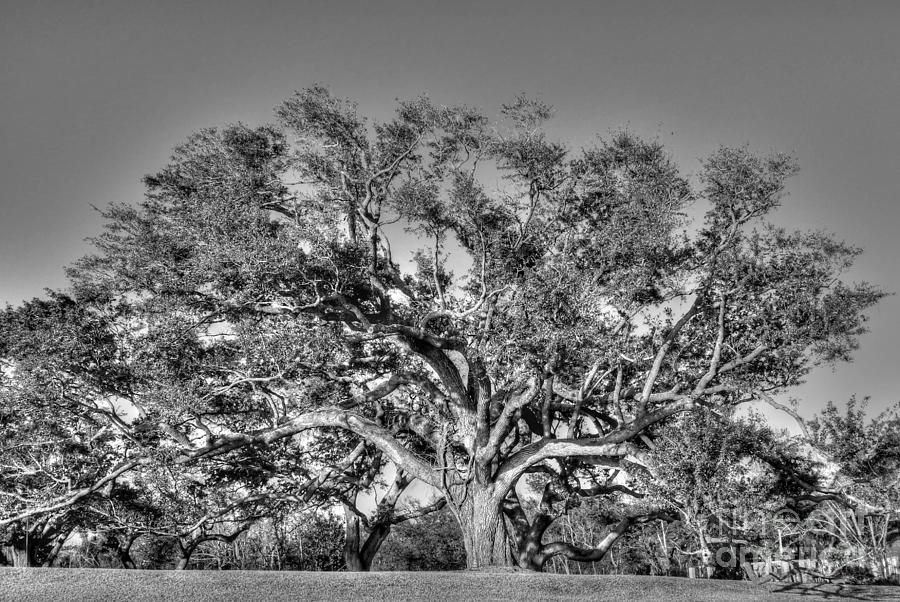 Magnificent Oak Photograph by David Bearden