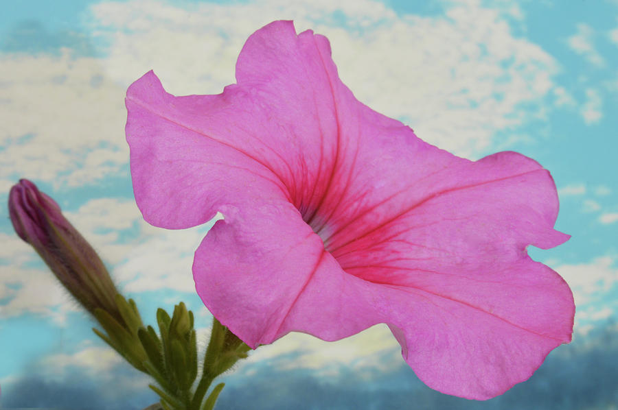 Magnificent Pink Petunia. Photograph by Terence Davis