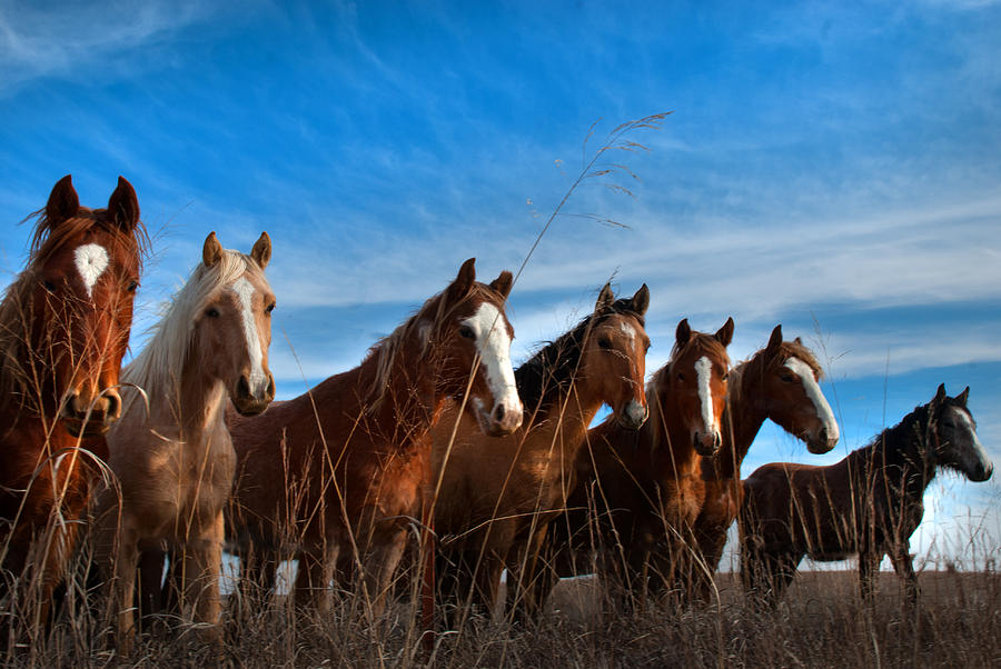 Magnificent Seven Photograph by Jolynn Reed
