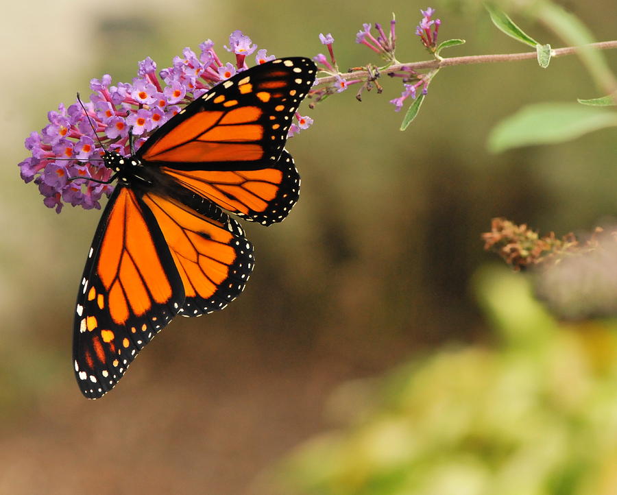 Magnificent Splendor Photograph by Michelle DiGuardi - Fine Art America