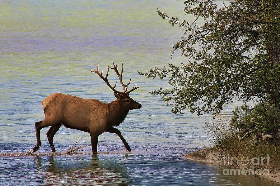 Magnificent Stag in Jasper National Park Photograph by Teresa Zieba