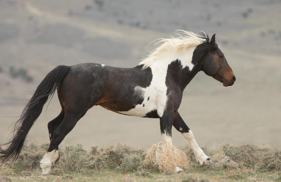 Magnificent Stallion Photograph by Kent Keller - Fine Art America