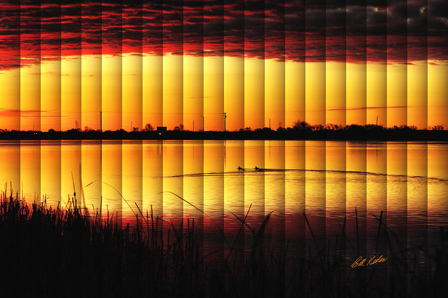 Bird Photograph - Magnificent Sunrise Swim by Bill Kesler