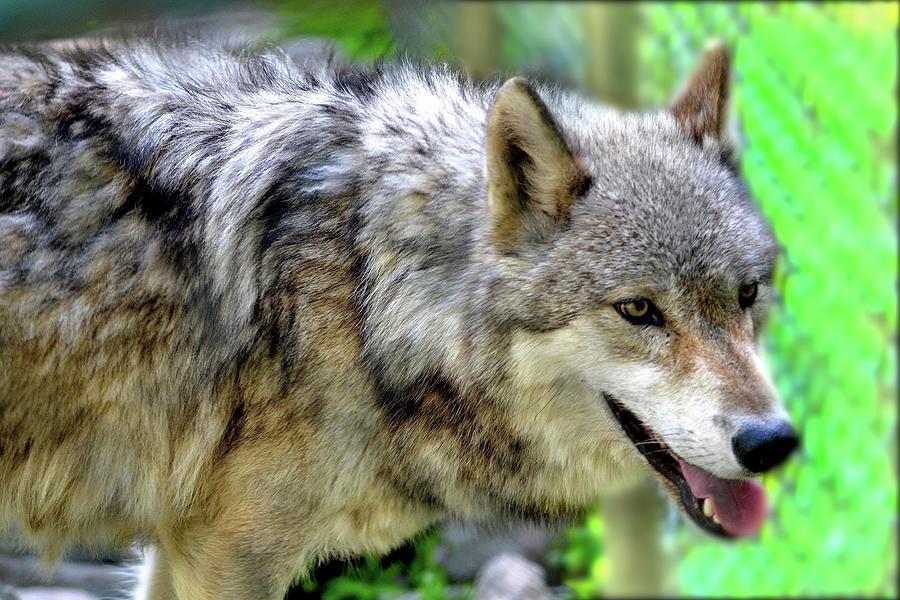 Magnificent Timber wolf of North America Photograph by Sherri Hubby