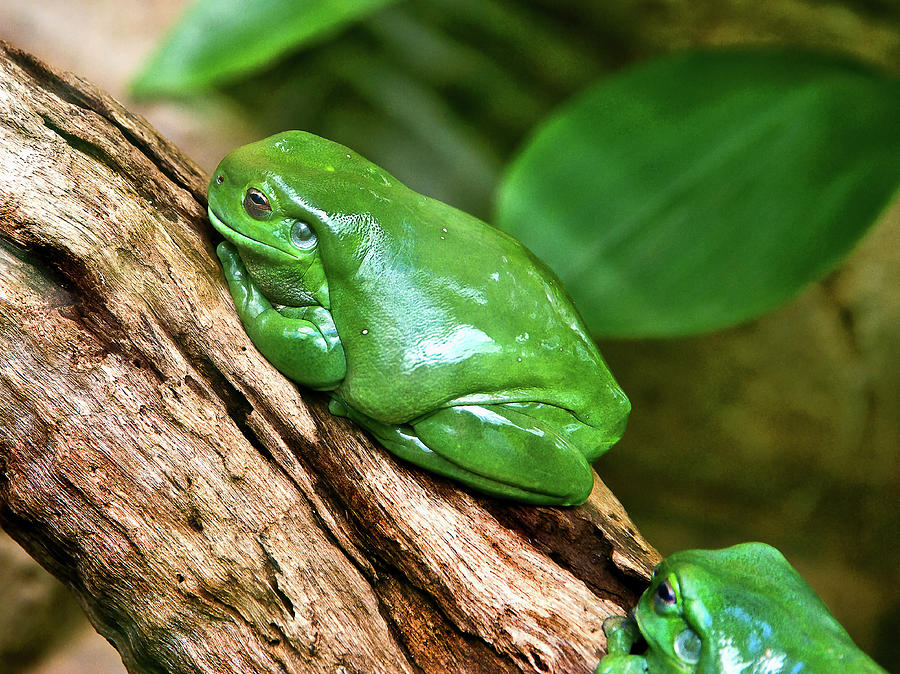 Nature Photograph - Magnificent Tree Frog by Miroslava Jurcik