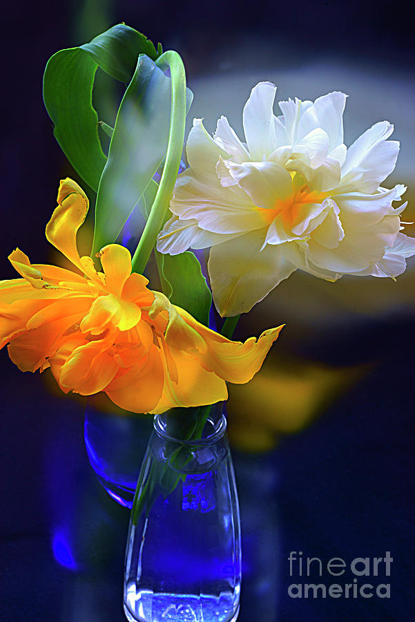Magnificent Tulips In Glass Vase. Photograph