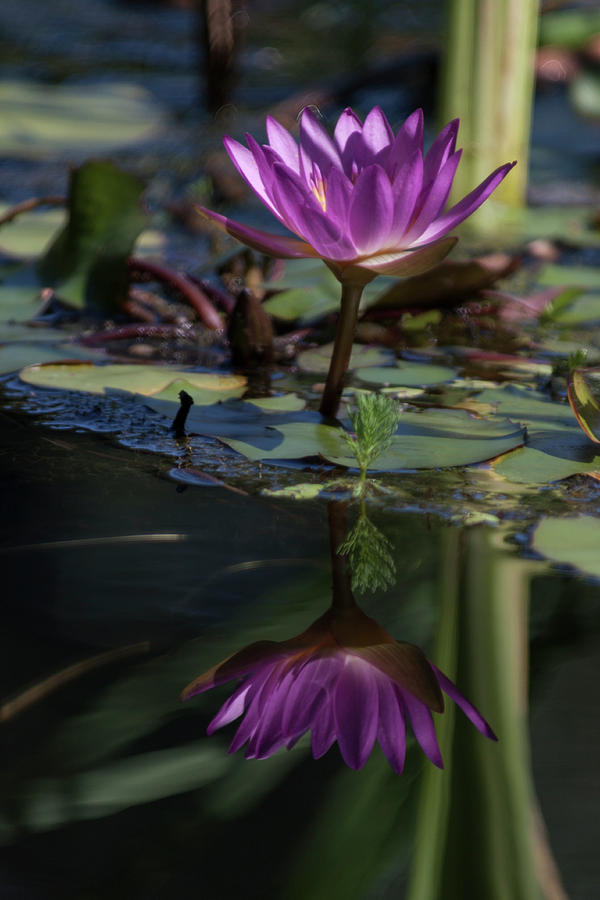 Magnificent Water Lily V Photograph by Suzanne Gaff