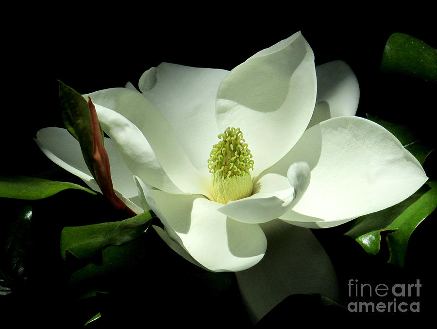 Magnificent White Magnolia - Photography Photograph by Hao Aiken