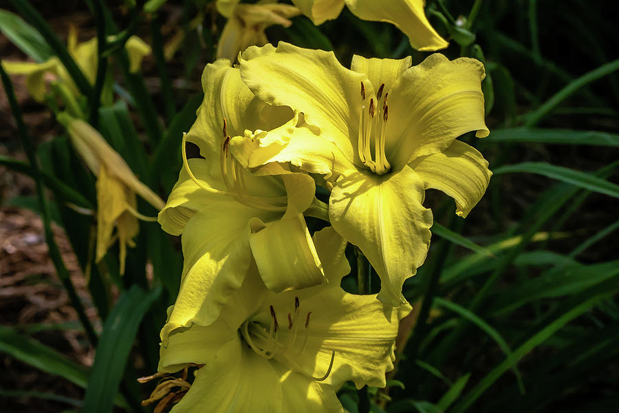 Magnificent Yellow Day Lilies Digital Art by Ed Stines