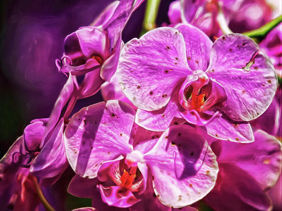 Magnificient Magenta Orchids by Doctor MEHTA Magnificient Magenta Orchids by Doctor MEHTA