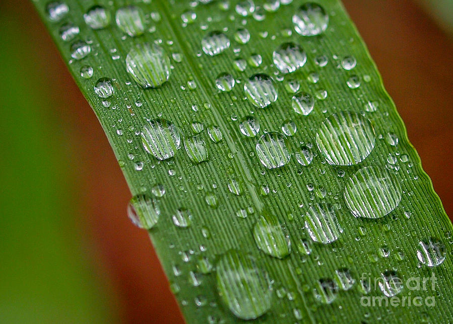 Magnifying Dew Drops       Photograph by Tom Claud
