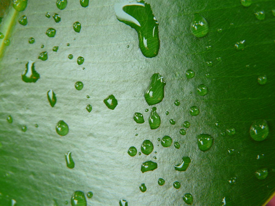 Magnifying Drops Photograph by Valerie Ornstein