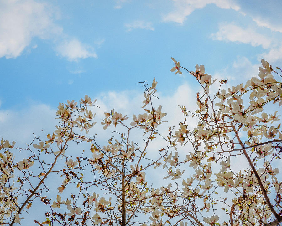 magnolia III Photograph by Hyuntae Kim