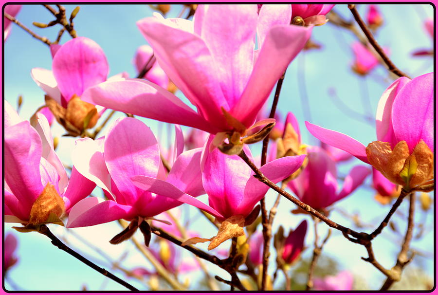 Magnolia Movie Photograph - Magnoli ishous by Lisa Wooten