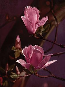 Floral Painting - Magnolia 03 by Edd Cox