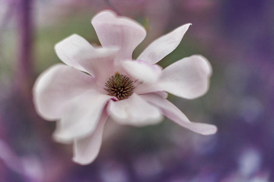 Magnolia #1  Photograph by Yancho Sabev Art