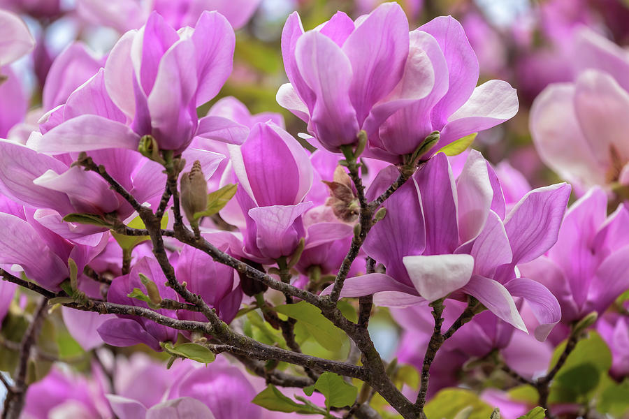 Magnolia  #3 Photograph by Jonathan Nguyen