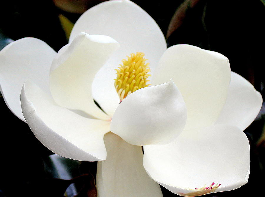 Magnolia 2 Photograph Photograph by Kimberly Walker