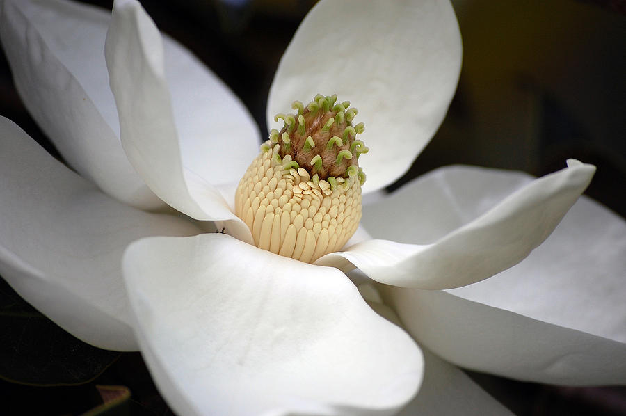 Magnolia 2 Photograph by Robert Meanor
