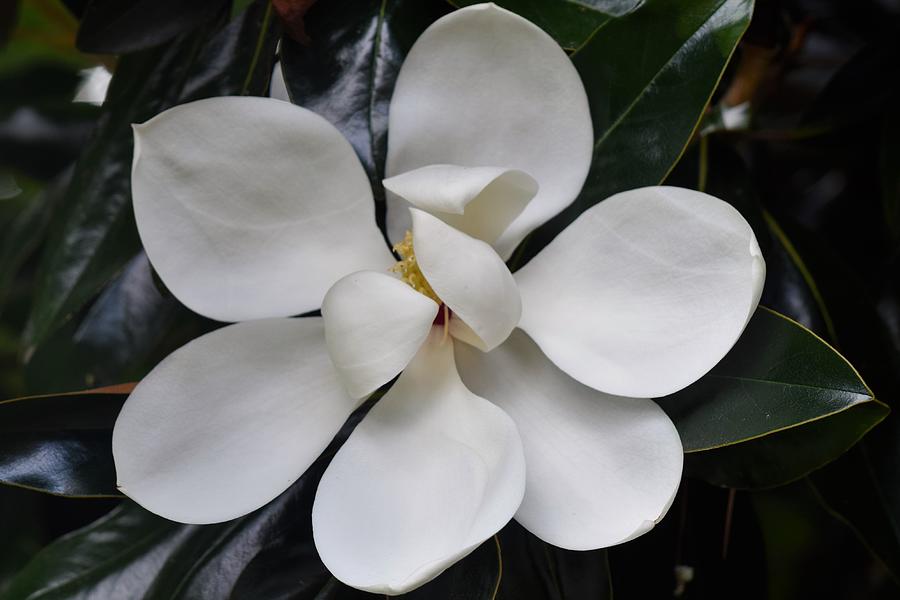 Magnolia 4 Photograph by Mary Ann Artz