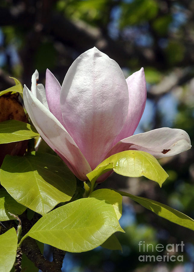 Magnolia 4 Photograph by Rudi Prott