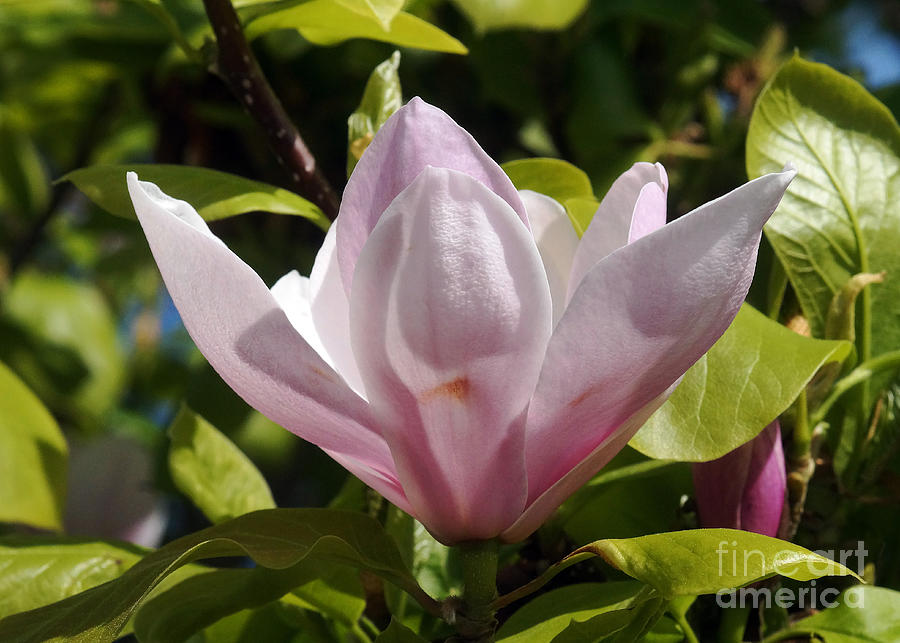 Magnolia 5 Photograph by Rudi Prott