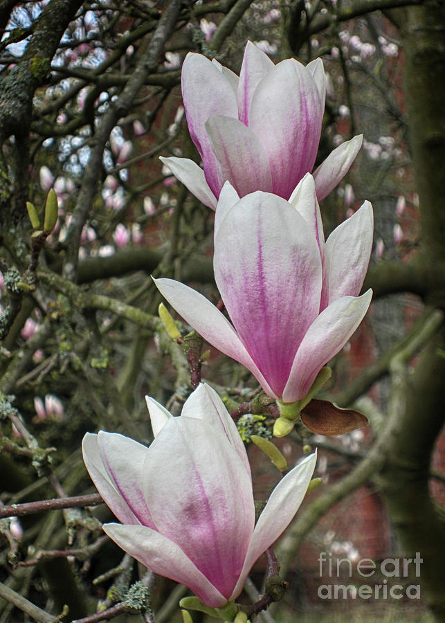 Magnolia 9 Photograph by Rudi Prott