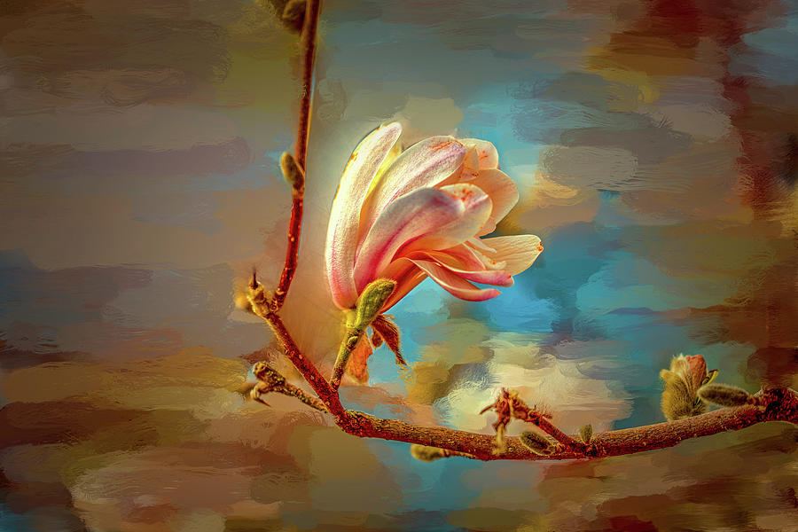 Magnolia Abs #h4 Digital Art