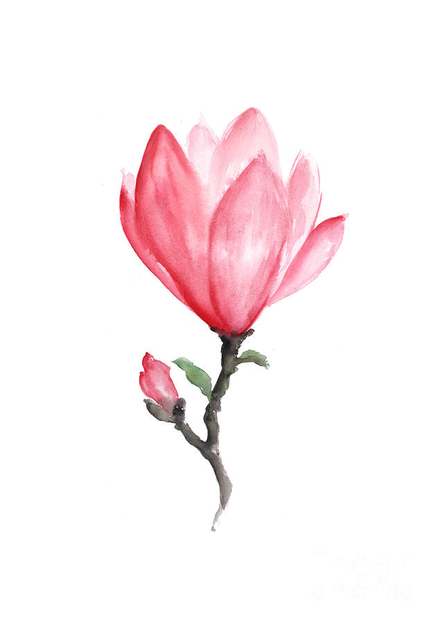 Premium Vector | Magnolia flower drawings.