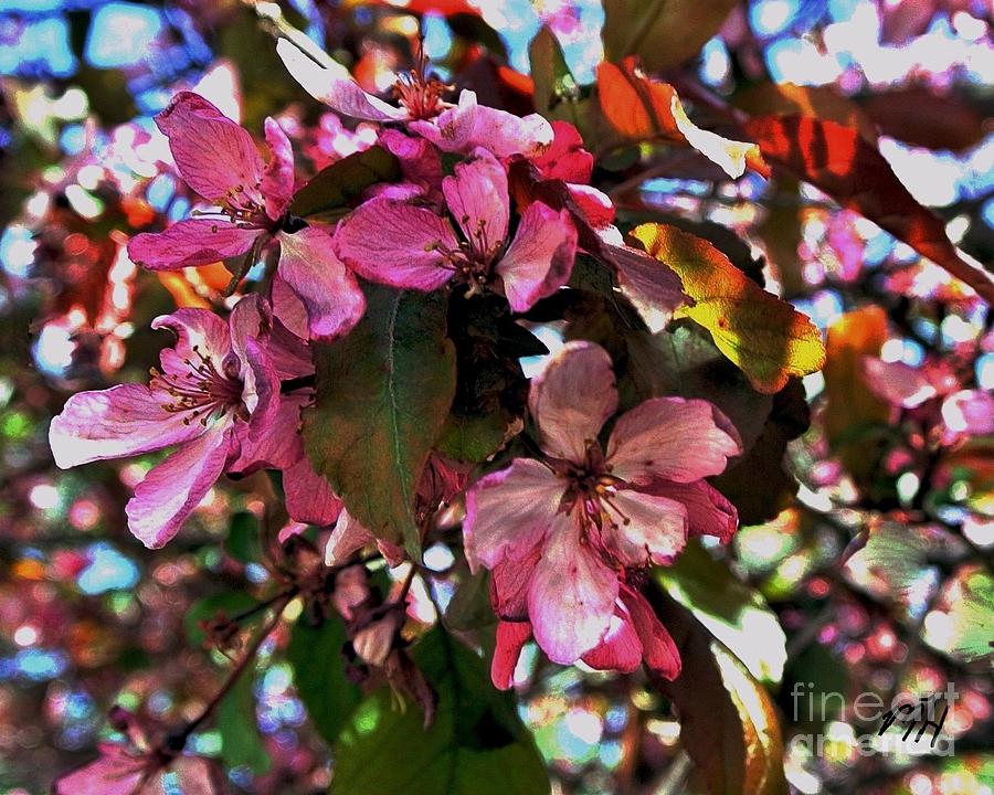 Magnolia Abstract Photograph by Marsha Heiken