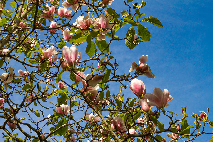 Magnolia ala Tiffany Photograph by Bonnie Follett