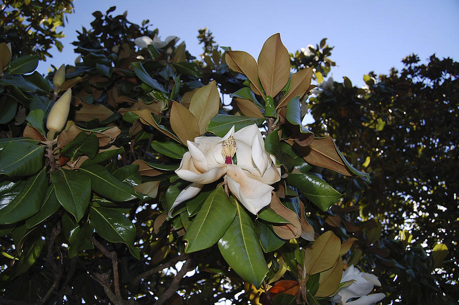 Magnolia Photograph by Amber Flowers