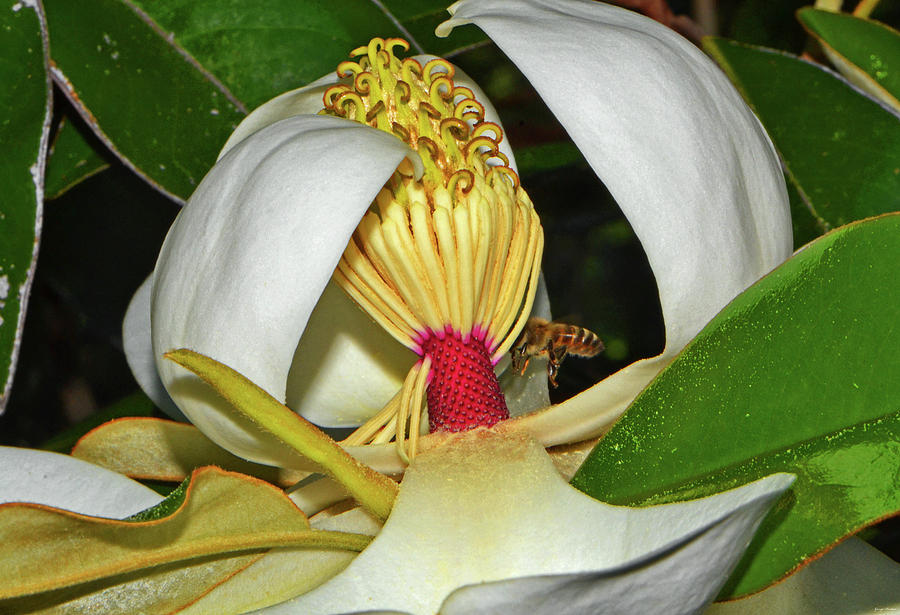 Magnolia And A Bee 012 Photograph by George Bostian