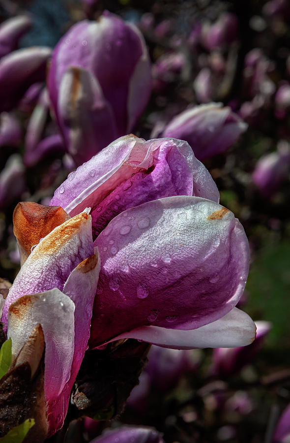 Magnolia and Raindrops Photograph by Robert Ullmann