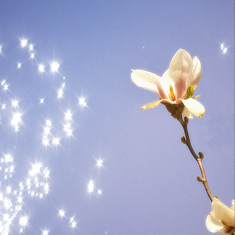 Magnolia and Stars Photograph by Joan Han