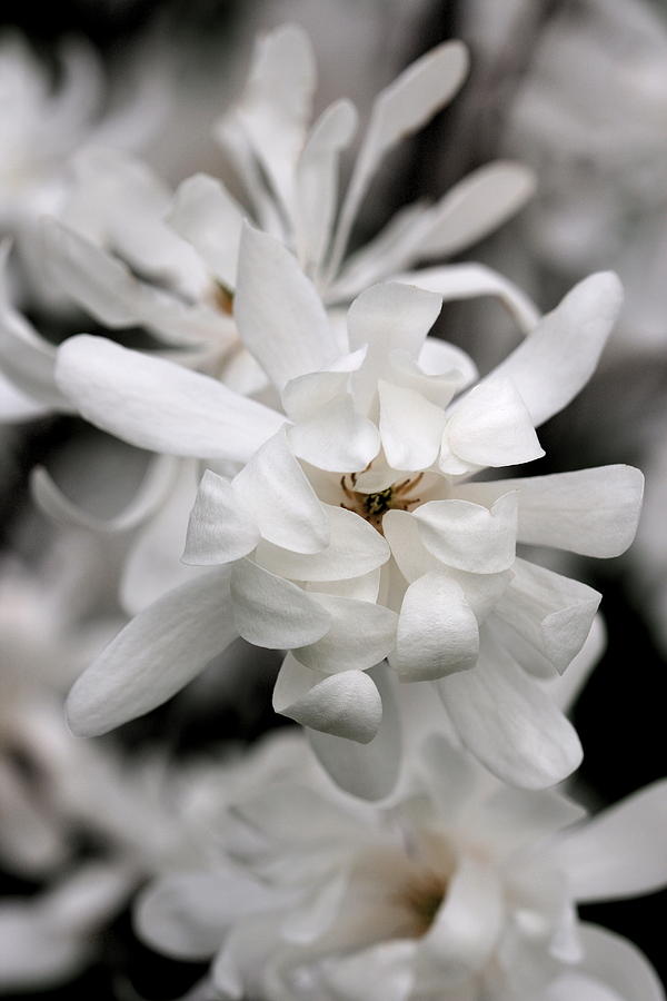 Magnolia Photograph by Angela Rath