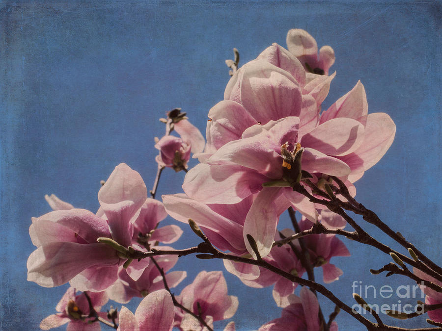 Magnolia Photograph by Arlene Carmel