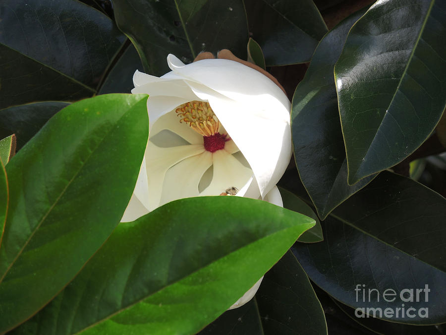 Magnolia Awakening Photograph by Lucyna A M Green
