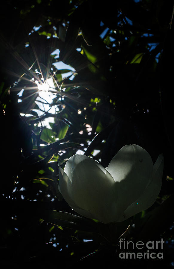 Magnolia Awakes Photograph by Metaphor Photo