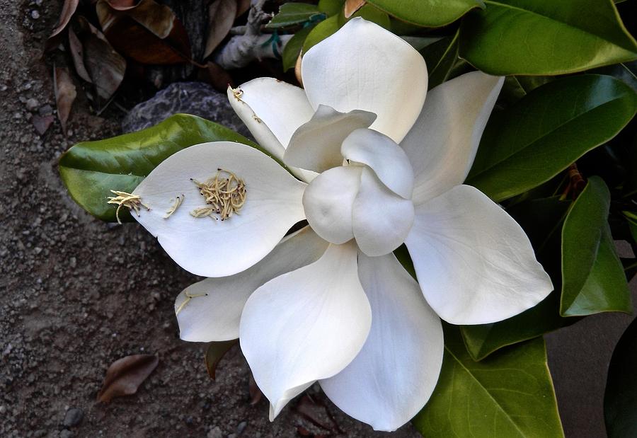 Magnolia Photograph by Barbara Zahno