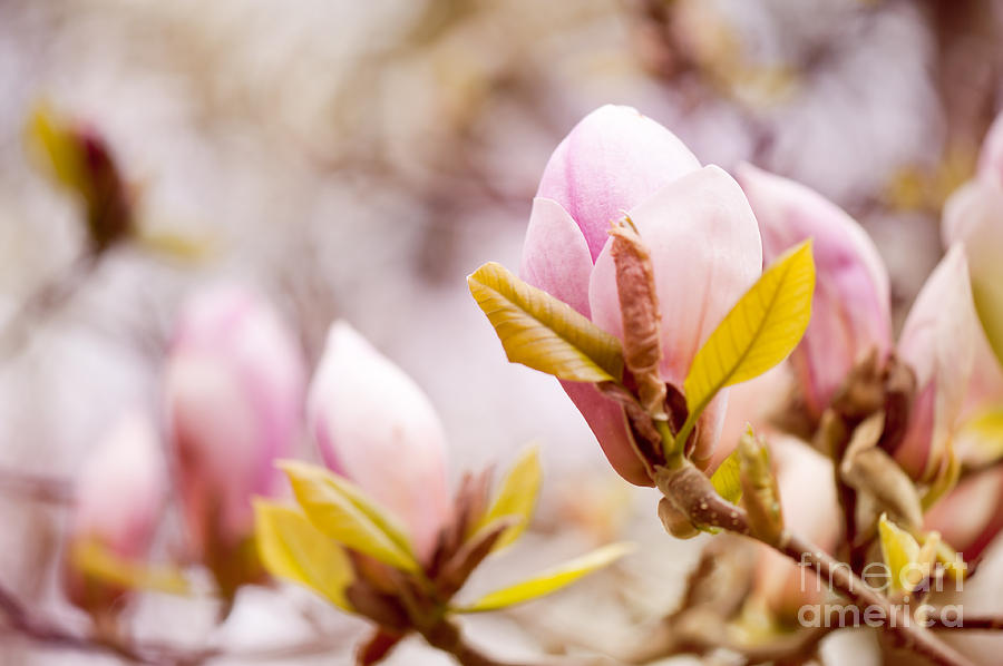 Magnolia beauty flowering in spring Photograph by Arletta Cwalina