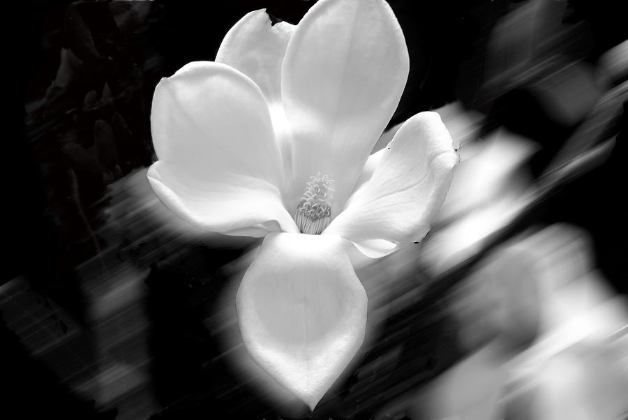 Magnolia Black And White Abstract Photograph by Craig Perry-Ollila