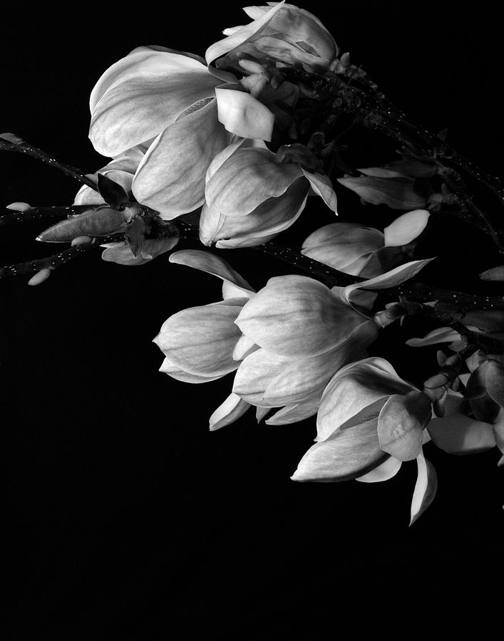 Flower Photograph - Magnolia black and white by Craig Perry-Ollila