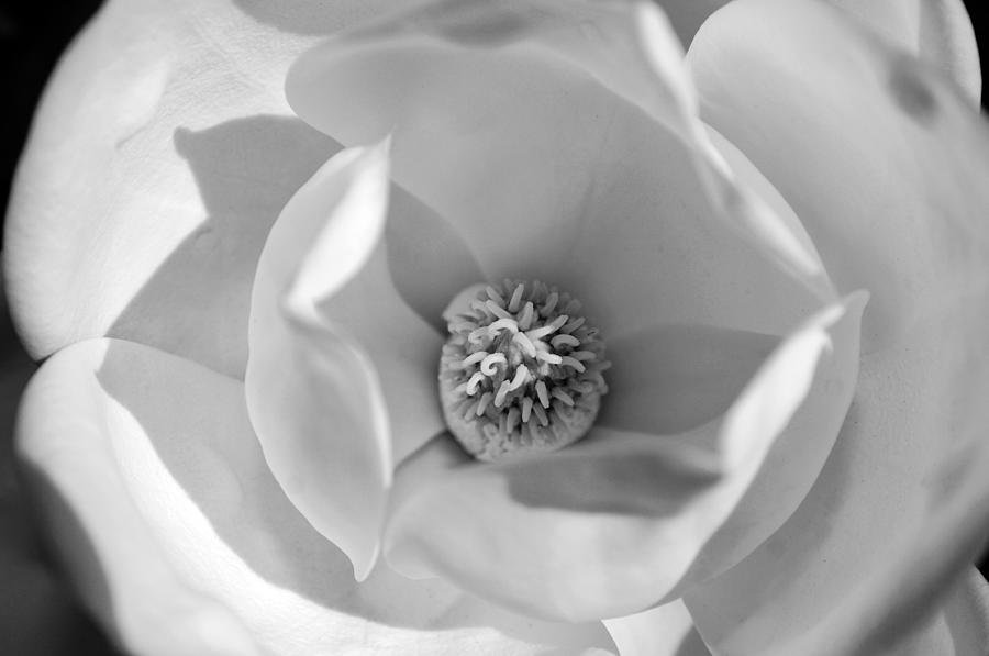 Magnolia black and white Photograph by Jill Reger