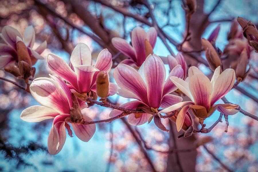 Magnolia bloom 1 Photograph by Lilia S