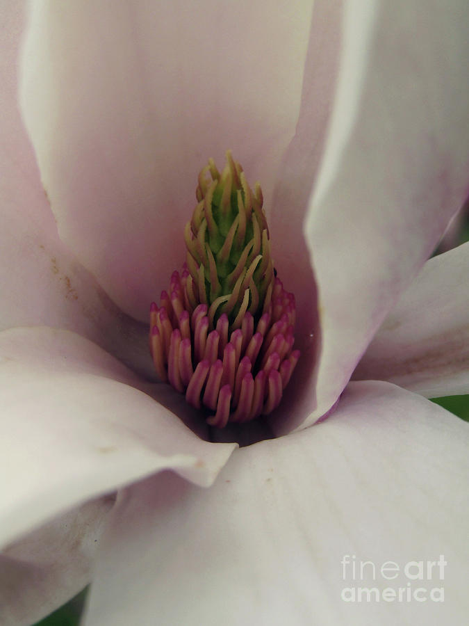 Magnolia Bloom 2 Photograph by Kim Tran