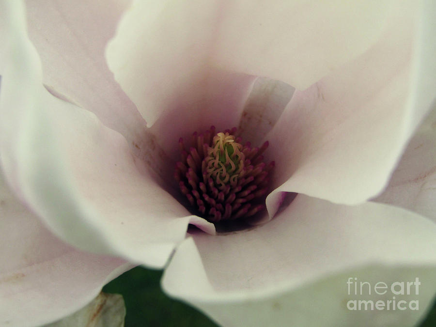 Magnolia Bloom 3 Photograph by Kim Tran