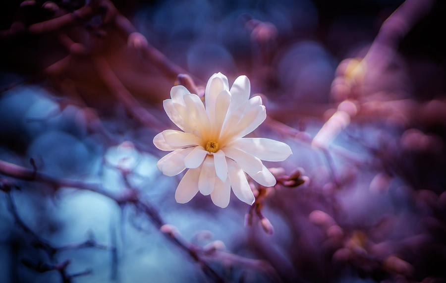 Magnolia Bloom 3 Photograph by Lilia S