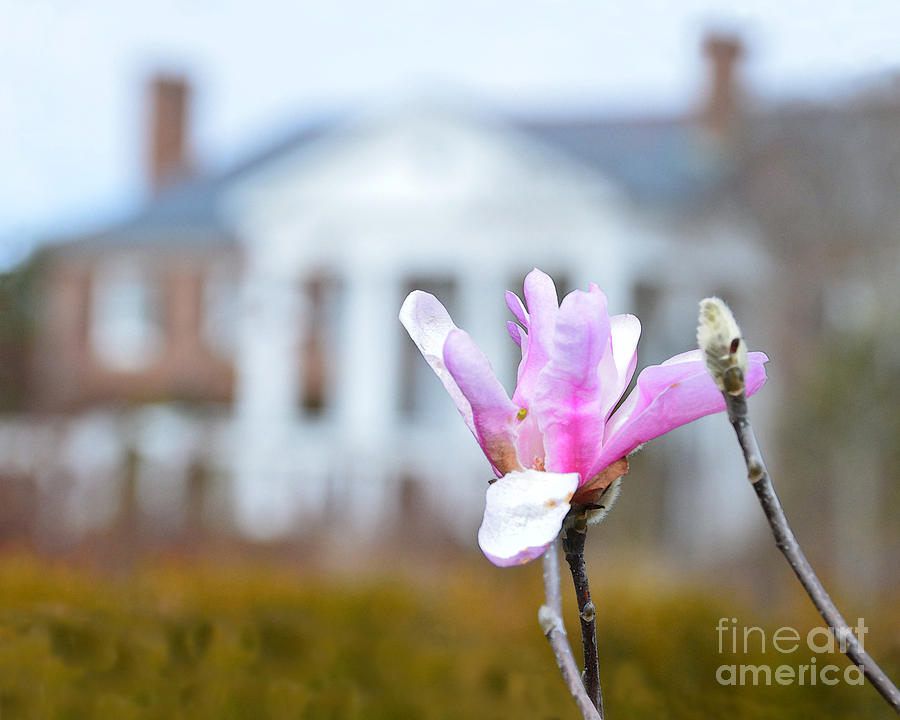 Magnolia Bloom at Boone Hall Photograph by Catherine Sherman